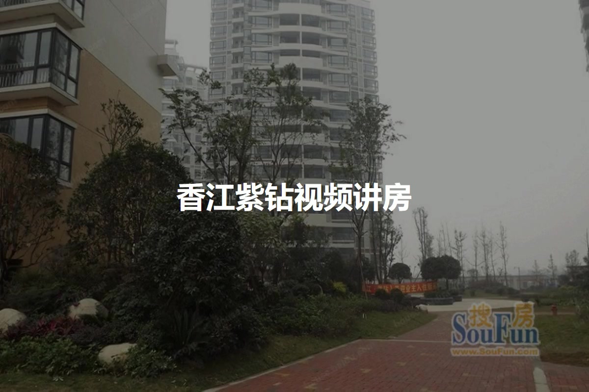 香江紫钻